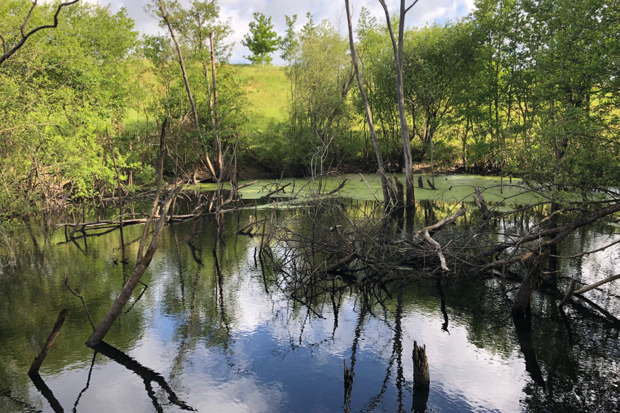 Un parc sauvage au nord du site