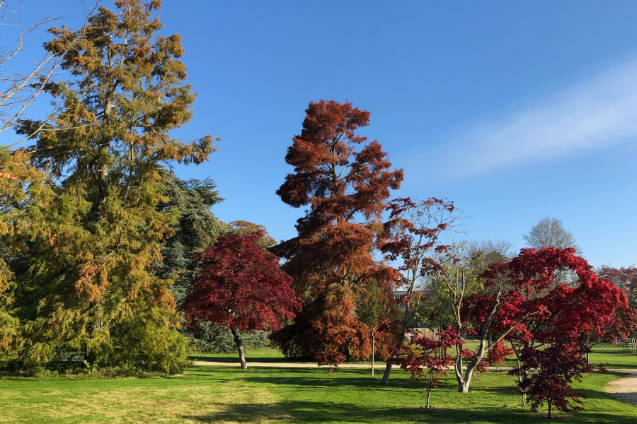 Vidéo - Dans les parcs et jardins, Rennes revêt ses couleurs d'automne