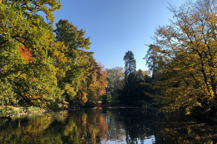 A Rennes, une nouvelle charte pour protéger et développer le patrimoine arboré