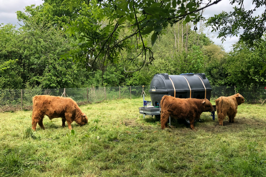 3 boeufs de race écossaise sont arrivés dans les prairies Saint-Martin